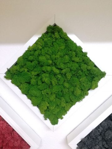 Як зробити зелену стіну з моху своїми руками?